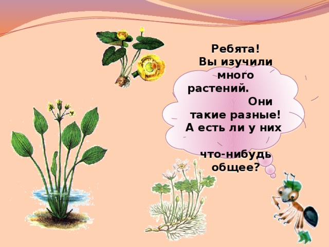 Ребята! Вы изучили много растений. Они такие разные! А есть ли у них что-нибудь общее?