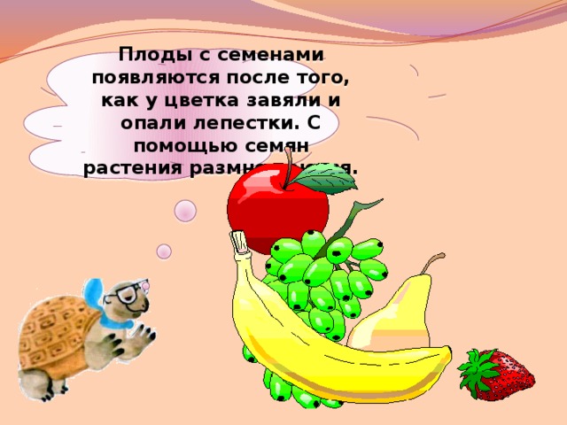 Плоды с семенами появляются после того, как у цветка завяли и опали лепестки. С помощью семян растения размножаются.