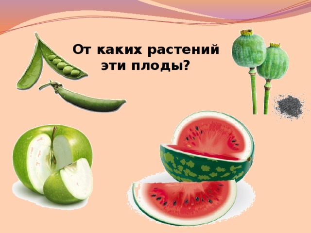 От каких растений эти плоды?