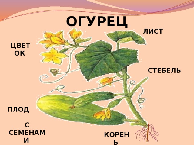 ОГУРЕЦ ЛИСТ  ЦВЕТОК  СТЕБЕЛЬ  ПЛОД С СЕМЕНАМИ  КОРЕНЬ