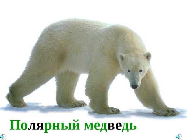 По ля рный мед ве дь