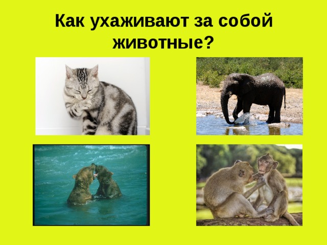 Как ухаживают за собой животные?