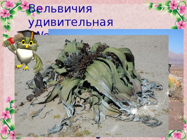 Вельвичия удивительная (Welwitschia mirabilis)