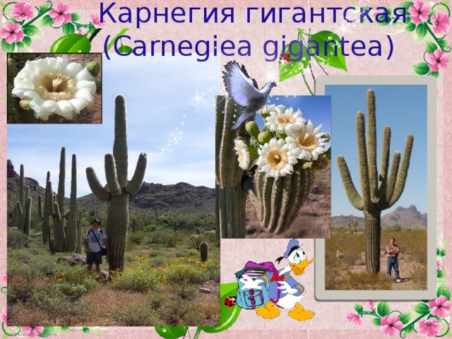 Карнегия гигантская (Carnegiea gigantea)