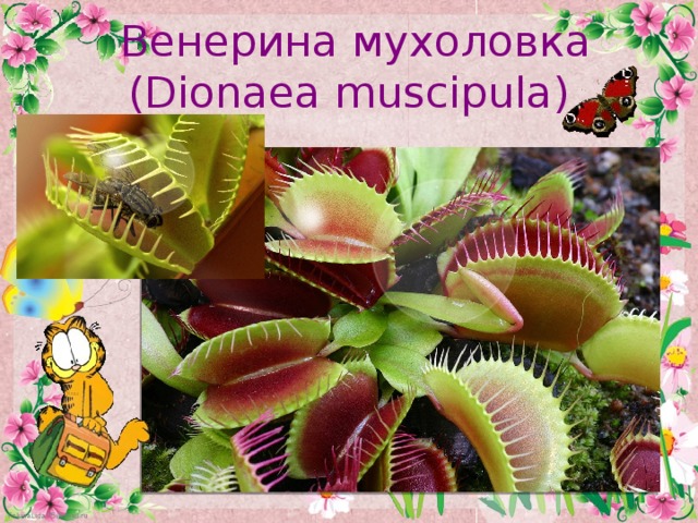 Венерина мухоловка (Dionaea muscipula)