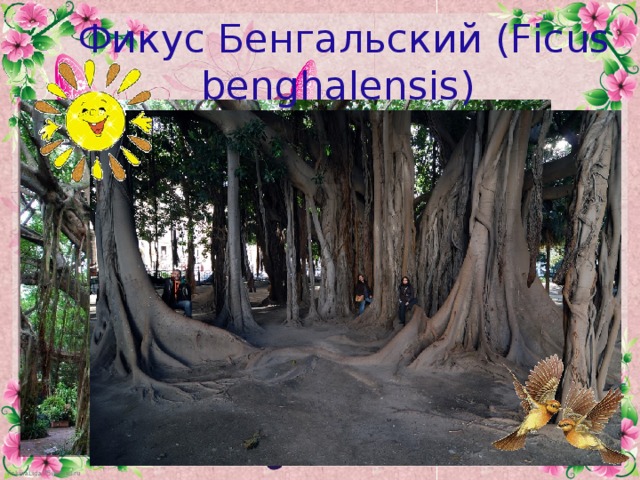 Фикус Бенгальский (Ficus benghalensis)