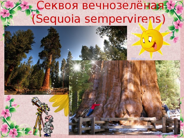 Секвоя вечнозелёная (Sequoia sempervirens)