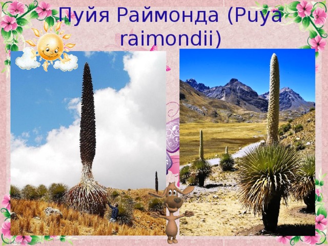 Пуйя Раймонда (Puya raimondii)