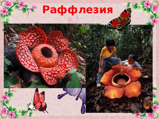 Раффлезия