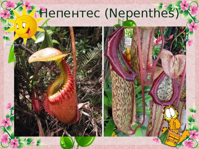 Непентес (Nepenthes)