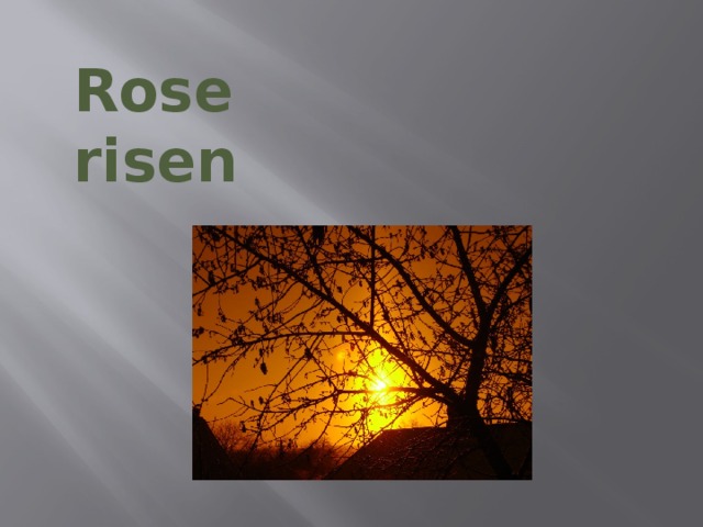 Rose risen