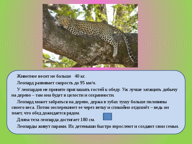 Животное весит не больше 40 кг.  Леопард развивает скорость до 95 км/ч.  У леопардов не принято приглашать гостей к обеду. Уж лучше затащить добычу на дерево – там она будет в целости и сохранности.  Леопард может забраться на дерево, держа в зубах тушу больше половины своего веса. Потом он перекинет ее через ветку и спокойно отдохнёт – ведь он знает, что обед дожидается рядом.  Длина тела леопарда достигает 180 см.  Леопарды живут парами. Их детеныши быстро взрослеют и создают свои семьи.