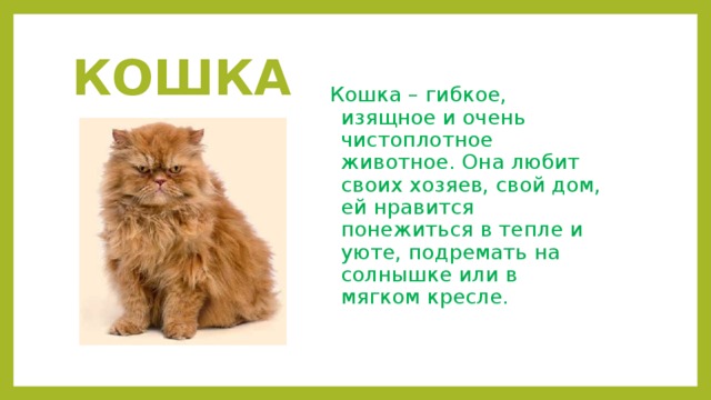 КОШКА Кошка – гибкое, изящное и очень чистоплотное животное. Она любит своих хозяев, свой дом, ей нравится понежиться в тепле и уюте, подремать на солнышке или в мягком кресле.