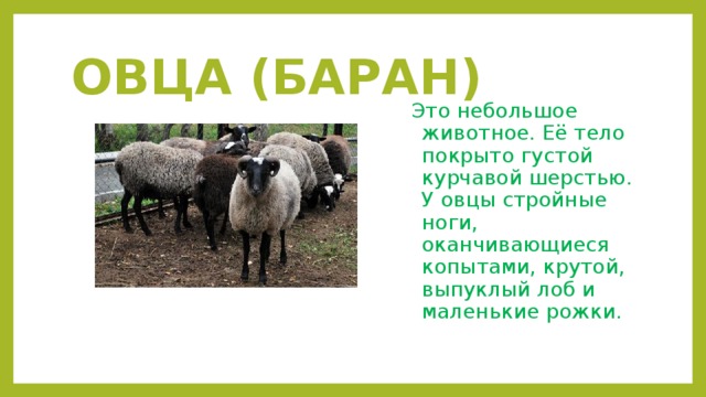 ОВЦА (БАРАН) Это небольшое животное. Её тело покрыто густой курчавой шерстью. У овцы стройные ноги, оканчивающиеся копытами, крутой, выпуклый лоб и маленькие рожки.