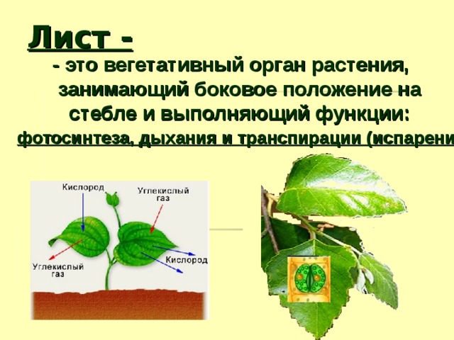 Лист - - это вегетативный орган растения, занимающий боковое положение на стебле и выполняющий функции: фотосинтеза, дыхания и транспирации (испарения).