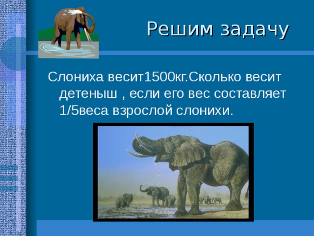 Решим задачу Слониха весит1500кг.Сколько весит детеныш , если его вес составляет 1/5веса взрослой слонихи.