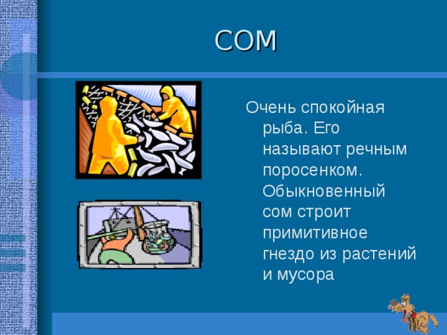 СОМ Очень спокойная рыба. Его называют речным поросенком. Обыкновенный сом строит примитивное гнездо из растений и мусора