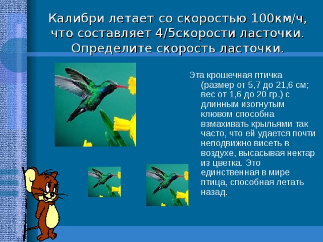 Калибри летает со скоростью 100км/ч, что составляет 4/5скорости ласточки. Определите скорость ласточки. Эта крошечная птичка (размер от 5,7 до 21,6 см; вес от 1,6 до 20 гр.) с длинным изогнутым клювом способна взмахивать крыльями так часто, что ей удается почти неподвижно висеть в воздухе, высасывая нектар из цветка. Это единственная в мире птица, способная летать назад.