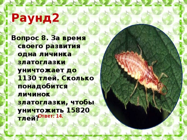 Раунд2 Вопрос 8. За время своего развития одна личинка златоглазки уничтожает до 1130 тлей. Сколько понадобится личинок златоглазки, чтобы уничтожить 15820 тлей? Ответ: 14.