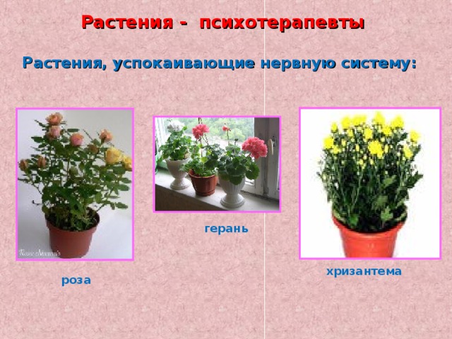 Растения - психотерапевты   Растения, успокаивающие нервную систему:      герань хризантема роза