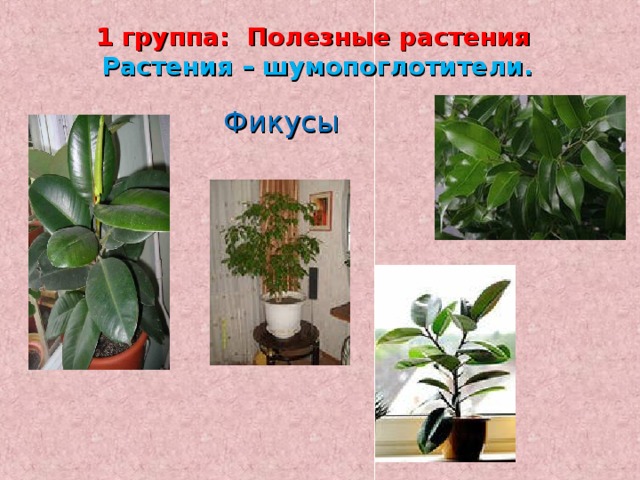 1 группа: Полезные растения  Растения – шумопоглотители.          Фикусы