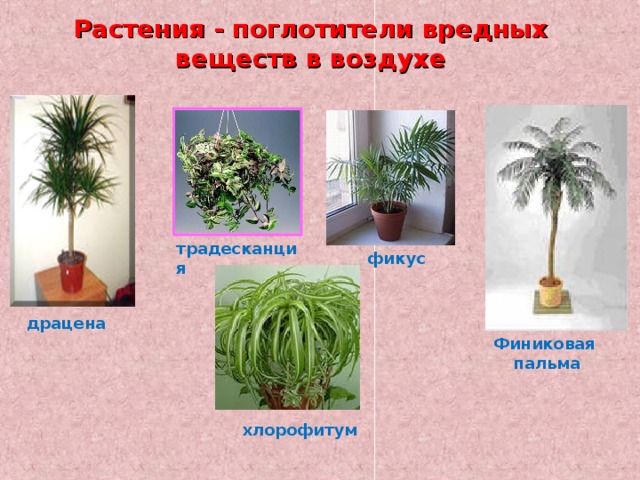 Растения - поглотители вредных веществ в воздухе       хлорофитум традесканция  фикус драцена  Финиковая  пальма