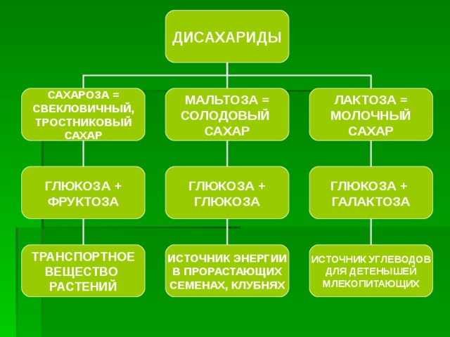 ДИСАХАРИДЫ САХАРОЗА = СВЕКЛОВИЧНЫЙ, ТРОСТНИКОВЫЙ САХАР МАЛЬТОЗА = СОЛОДОВЫЙ САХАР ЛАКТОЗА = МОЛОЧНЫЙ САХАР ГЛЮКОЗА + ФРУКТОЗА ГЛЮКОЗА + ГЛЮКОЗА ГЛЮКОЗА + ГАЛАКТОЗА ТРАНСПОРТНОЕ ВЕЩЕСТВО РАСТЕНИЙ ИСТОЧНИК ЭНЕРГИИ В ПРОРАСТАЮЩИХ СЕМЕНАХ, КЛУБНЯХ ИСТОЧНИК УГЛЕВОДОВ ДЛЯ ДЕТЕНЫШЕЙ МЛЕКОПИТАЮЩИХ