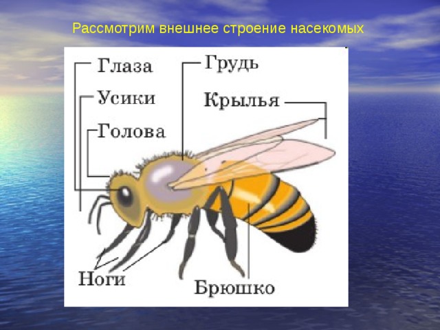 Рассмотрим внешнее строение насекомых