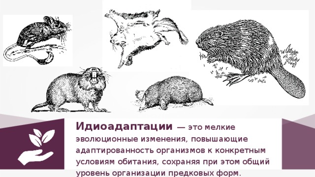 Идиоадаптации — это мелкие эволюционные изменения, повышающие адаптированность организмов к конкретным условиям обитания, сохраняя при этом общий уровень организации предковых форм.