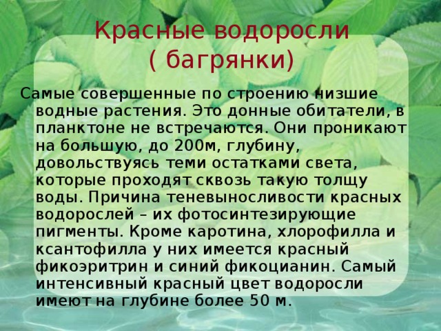 Красные водоросли ( багрянки) Самые совершенные по строению низшие водные растения. Это донные обитатели, в планктоне не встречаются. Они проникают на большую, до 200м, глубину, довольствуясь теми остатками света, которые проходят сквозь такую толщу воды. Причина теневыносливости красных водорослей – их фотосинтезирующие пигменты. Кроме каротина, хлорофилла и ксантофилла у них имеется красный фикоэритрин и синий фикоцианин. Самый интенсивный красный цвет водоросли имеют на глубине более 50 м.