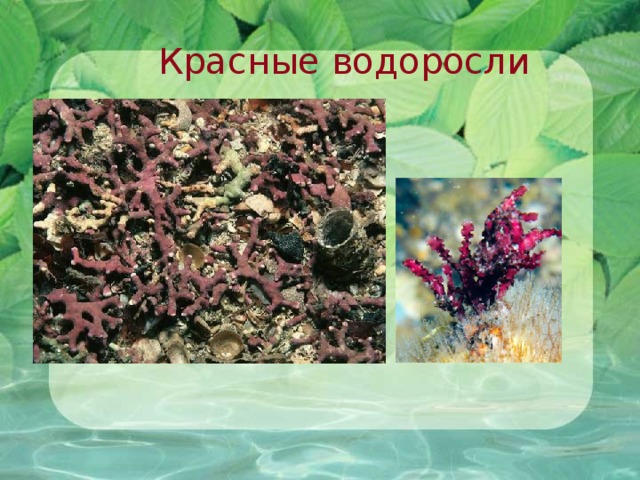 Красные водоросли