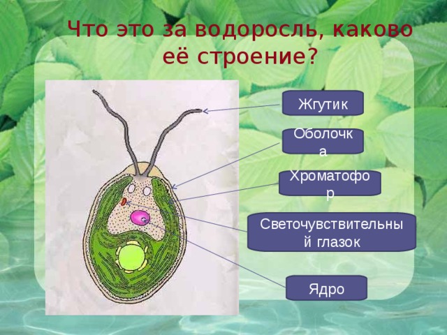 Что это за водоросль, каково её строение? Жгутик Оболочка Хроматофор Светочувствительный глазок Ядро