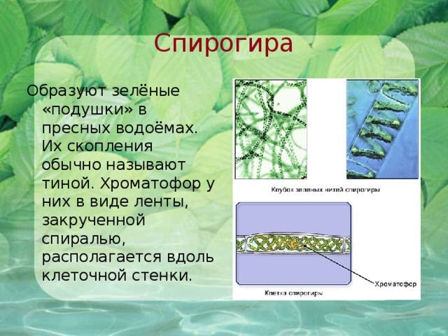 Спирогира Образуют зелёные «подушки» в пресных водоёмах. Их скопления обычно называют тиной. Хроматофор у них в виде ленты, закрученной спиралью, располагается вдоль клеточной стенки .