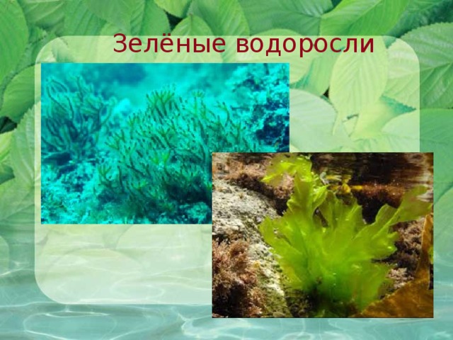 Зелёные водоросли