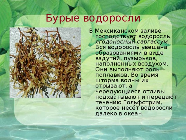 Бурые водоросли В Мексиканском заливе господствует водоросль ягодоносный саргассум . Вся водоросль увешана образованиями в виде вздутий, пузырьков, наполненных воздухом. Они выполняют роль поплавков. Во время шторма волны их отрывают, а чередующиеся отливы подхватывают и передают течению Гольфстрим, которое несёт водоросли далеко в океан.