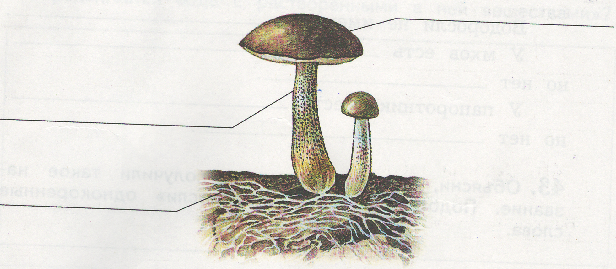 Мицелий шляпочного гриба