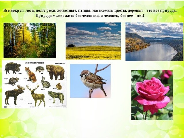 Все вокруг: леса, поля, реки, животные, птицы, насекомые, цветы, деревья – это все природа.. Природа может жить без человека, а человек, без нее – нет!