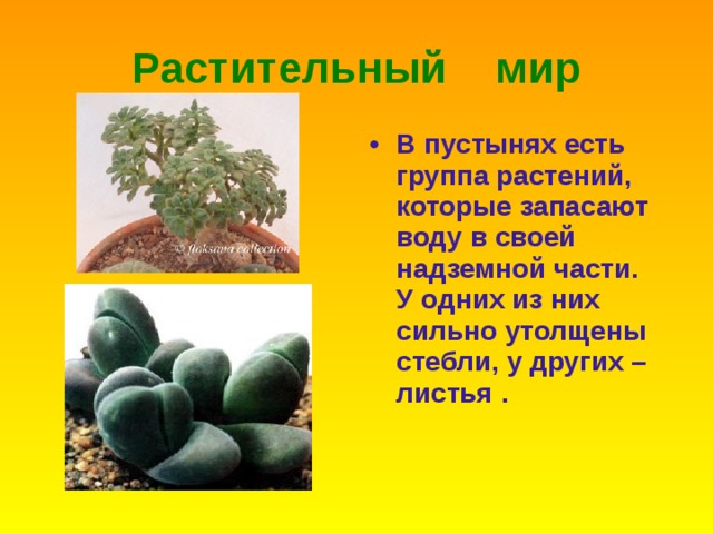 Растительный мир