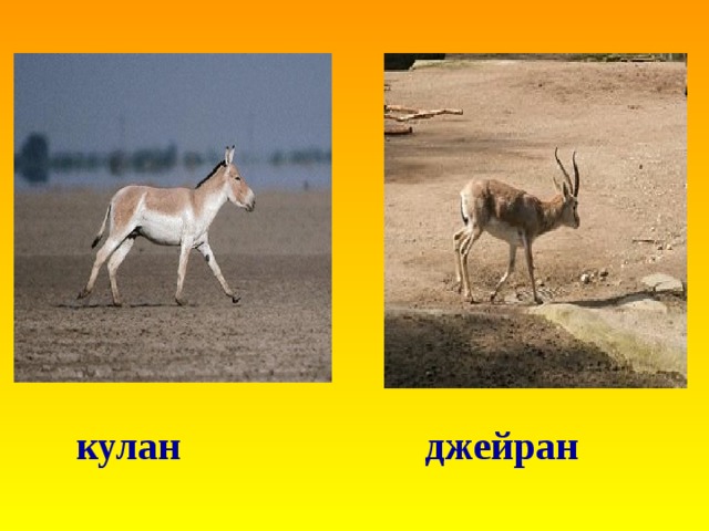 кулан джейран