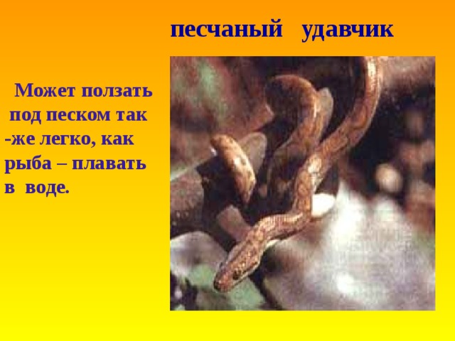 песчаный удавчик  Может ползать под песком так -же легко , как рыба – плавать в воде .