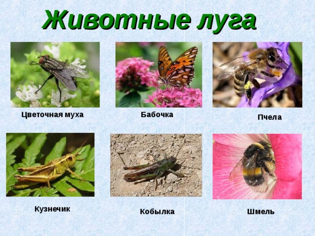 Животные луга Цветочная муха Бабочка Пчела Кузнечик Кобылка Шмель
