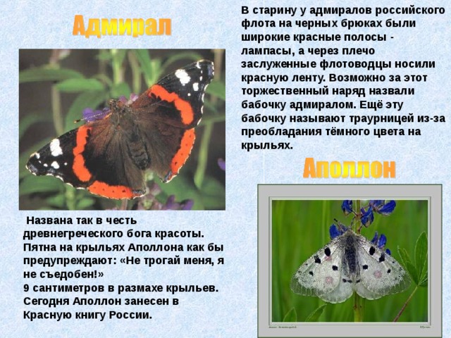 В старину у адмиралов российского флота на черных брюках были широкие красные полосы - лампасы, а через плечо заслуженные флотоводцы носили красную ленту. Возможно за этот торжественный наряд назвали бабочку адмиралом. Ещё эту бабочку называют траурницей из-за преобладания тёмного цвета на крыльях.   Названа так в честь древнегреческого бога красоты. Пятна на крыльях Аполлона как бы предупреждают: «Не трогай меня, я не съедобен!» 9 сантиметров в размахе крыльев. Сегодня Аполлон занесен в Красную книгу России.