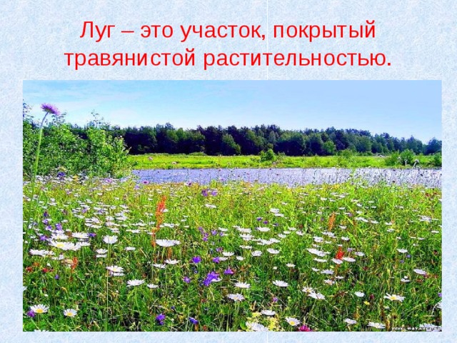 Луг – это участок, покрытый травянистой растительностью.