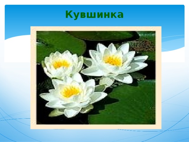 Кувшинка