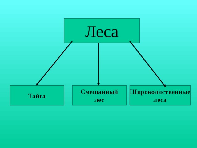 Леса Тайга Широколиственные Смешанный леса лес