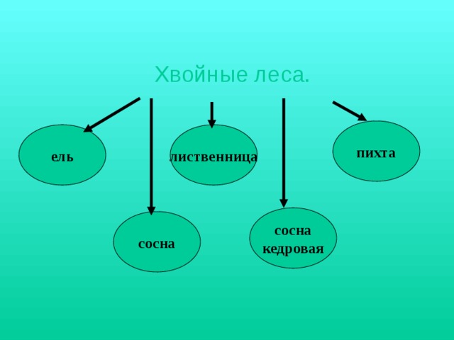 Хвойные леса. пихта ель лиственница сосна кедровая сосна