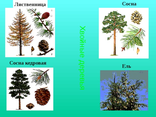 Сосна Лиственница Хвойные деревья Сосна кедровая Ель