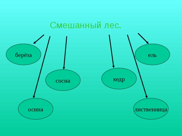 Смешанный лес. берёза ель кедр сосна осина лиственница