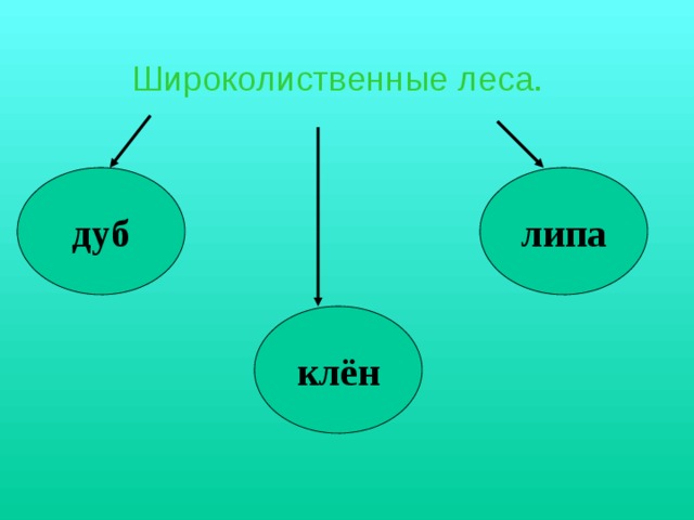 Широколиственные леса. дуб липа клён