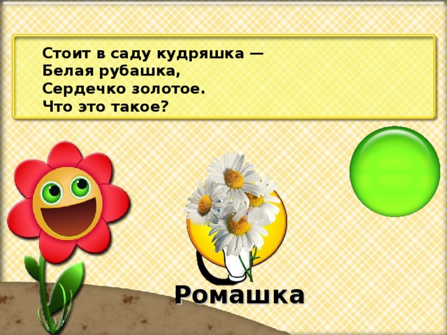 Стоит в саду кудряшка — Белая рубашка, Сердечко золотое. Что это такое? Ромашка